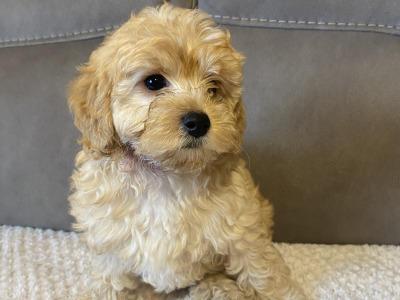 Cavapoo puppies in Sligo  087 2061873