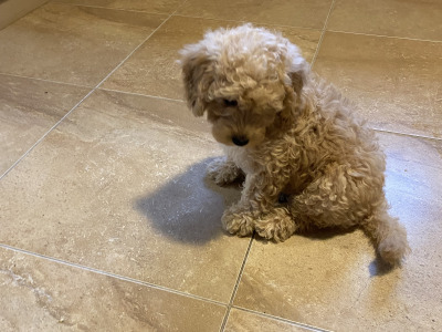 Cavapoo puppies in Sligo  087 2061873