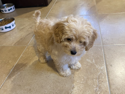 Cavapoo puppies in Sligo  087 2061873