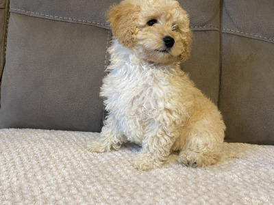 Cavapoo puppies in Sligo  087 2061873