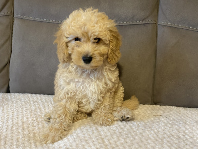 Cavapoo puppies in Sligo  087 2061873