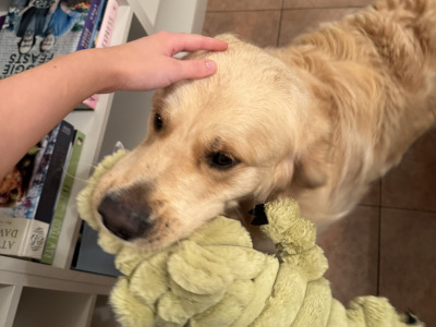 Gorgeous Golden Retriever IKC Registered available for stud in Mayo
