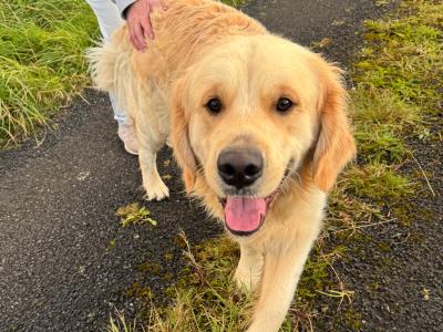 Gorgeous Golden Retriever IKC Registered available for stud in Mayo