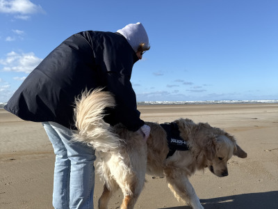 Gorgeous Golden Retriever IKC Registered available for stud in Mayo