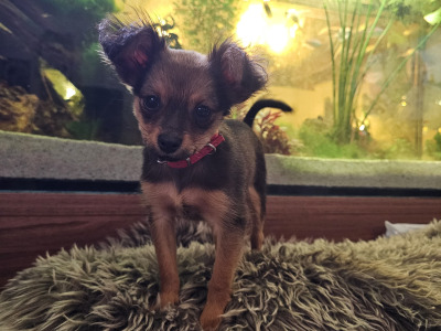 IKC Registered long haired Russian Toy Terrier puppies in Clare
