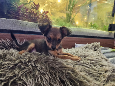 IKC Registered long haired Russian Toy Terrier puppies in Clare