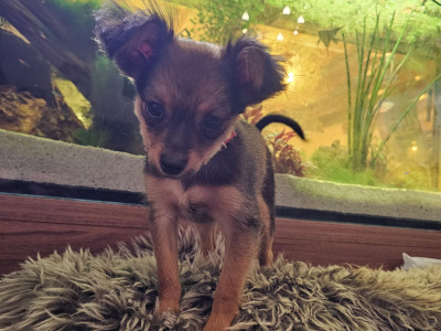 IKC Registered long haired Russian Toy Terrier puppies in Clare