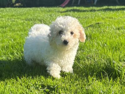 Beautiful Cavapoo puppies in Carlow 🐾 💙