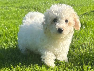 Beautiful Cavapoo puppies in Carlow 🐾 💙