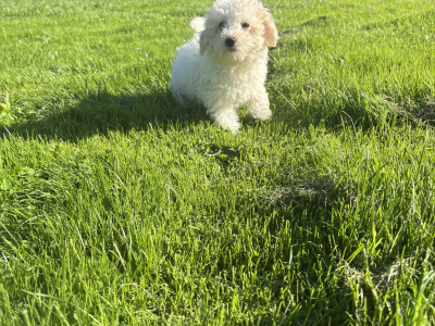 Beautiful Cavapoo puppies in Carlow 🐾 💙
