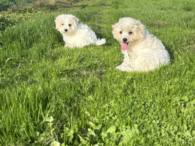 Beautiful Cavapoo puppies in Carlow 🐾 💙