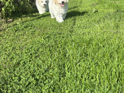 Beautiful Cavapoo puppies in Carlow 🐾 💙