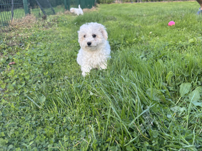 Beautiful Cavapoo puppies in Carlow 🐾 💙