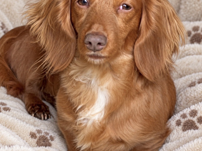 1 Fabulous Longcoat Isabella/Tan male Dachshund puppy left in Westmeath