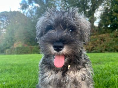 Miniature Schnauzer puppies in Wexford