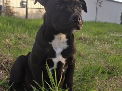 IKC Registered (pending) Ch Pedigree male Staffordshire Bull Terrier puppy in Cork