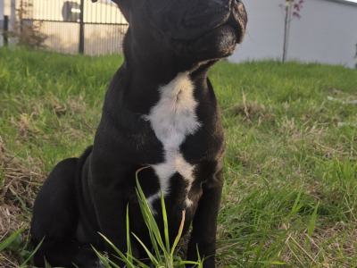 IKC Registered (pending) Ch Pedigree male Staffordshire Bull Terrier puppy in Cork