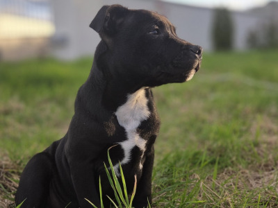 IKC Registered (pending) Ch Pedigree male Staffordshire Bull Terrier puppy in Cork