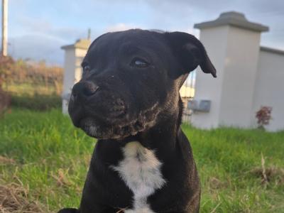 IKC Registered (pending) Ch Pedigree male Staffordshire Bull Terrier puppy in Cork