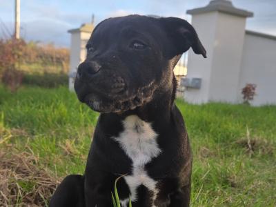 IKC Registered (pending) Ch Pedigree male Staffordshire Bull Terrier puppy in Cork