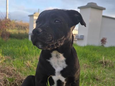 IKC Registered (pending) Ch Pedigree male Staffordshire Bull Terrier puppy in Cork