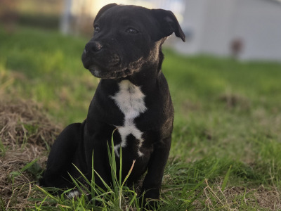 IKC Registered (pending) Ch Pedigree male Staffordshire Bull Terrier puppy in Cork