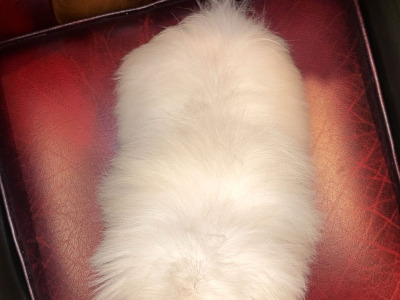 Stunning white Pekingese puppy