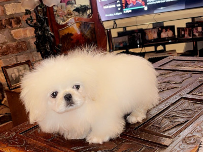 Stunning white Pekingese puppy