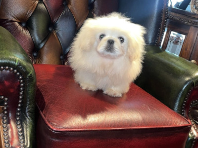 Stunning white Pekingese puppy