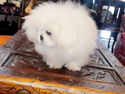 Stunning white Pekingese puppy