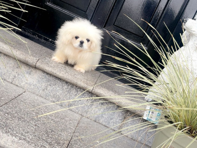 Stunning white Pekingese puppy