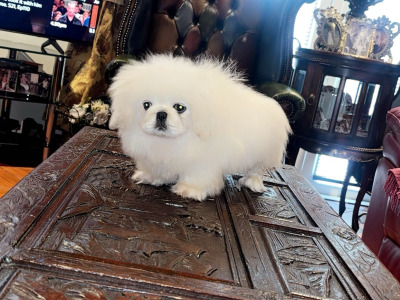 Stunning white Pekingese puppy