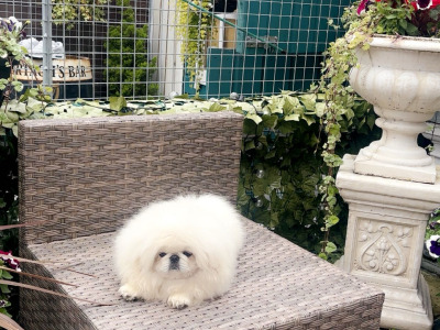 Stunning white Pekingese puppy
