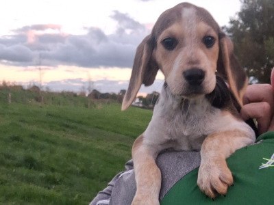 Beautiful Beagle puppies in Tipperary