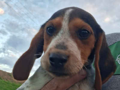 Beautiful Beagle puppies in Tipperary