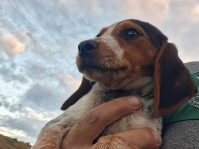 Beautiful Beagle puppies in Tipperary