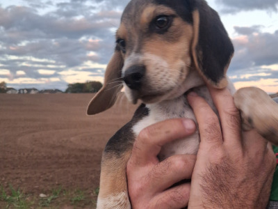 Beautiful Beagle puppies in Tipperary
