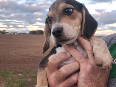 Beautiful Beagle puppies in Tipperary
