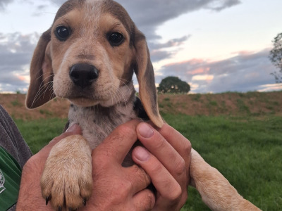 Beautiful Beagle puppies in Tipperary
