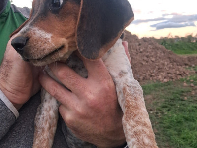 Beautiful Beagle puppies in Tipperary