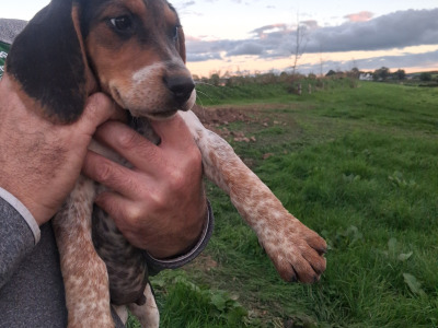Beautiful Beagle puppies in Tipperary