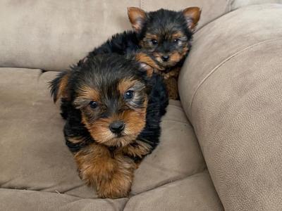 Miniature Yorkshire Terriers