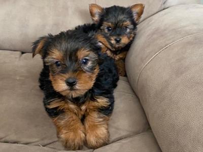 Miniature Yorkshire Terriers