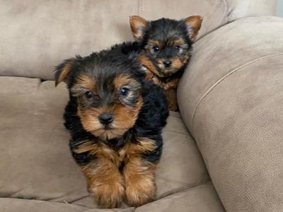 Miniature Yorkshire Terrier puppies in Limerick