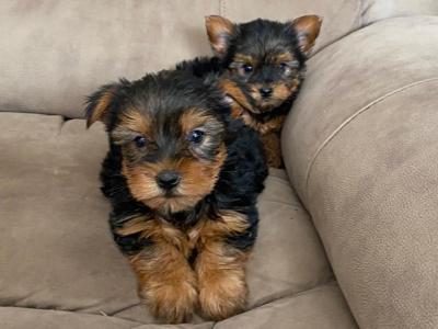 Miniature Yorkshire Terrier puppies in Limerick