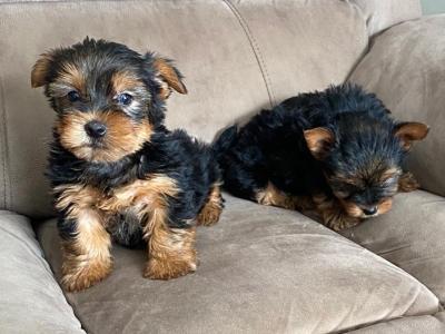 Miniature Yorkshire Terriers
