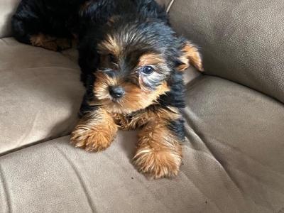 Miniature Yorkshire Terriers