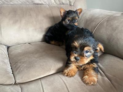 Miniature Yorkshire Terrier puppies in Limerick