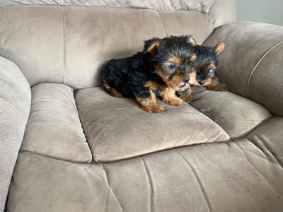 Miniature Yorkshire Terriers