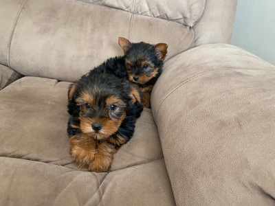 Miniature Yorkshire Terriers
